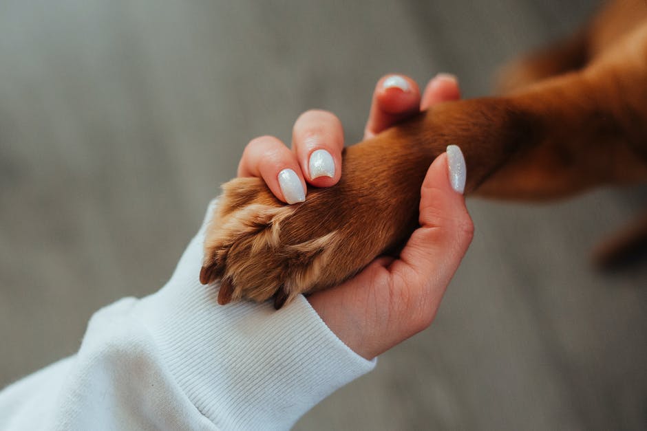 recibes las cenizas de tus perros después de la cremación