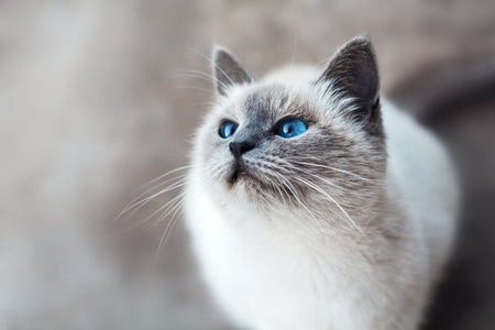 urns for cats, cat urns