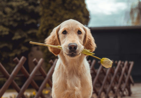 How to Find the Perfect Urn for Your Beloved Dog